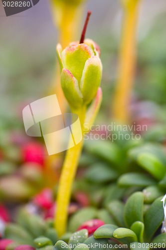 Image of macro stone vegetation polar leaf summer