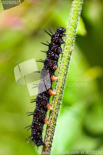 Image of macro insects. caterpillar of a butterfly