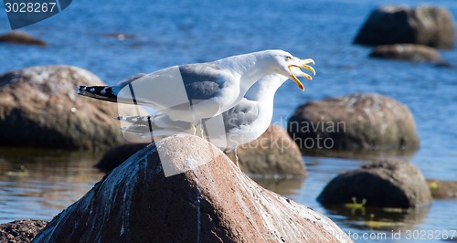 Image of seagulls in a colony of birds with voices