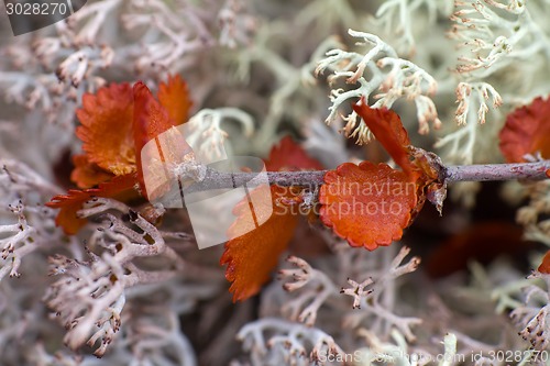 Image of dry Polar Birch macro on moss