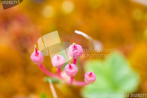 Image of macro stone vegetation polar leaf summer