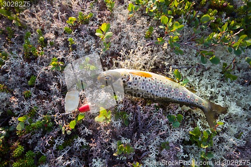 Image of fishing  salmon fish of the North on  spinner lure