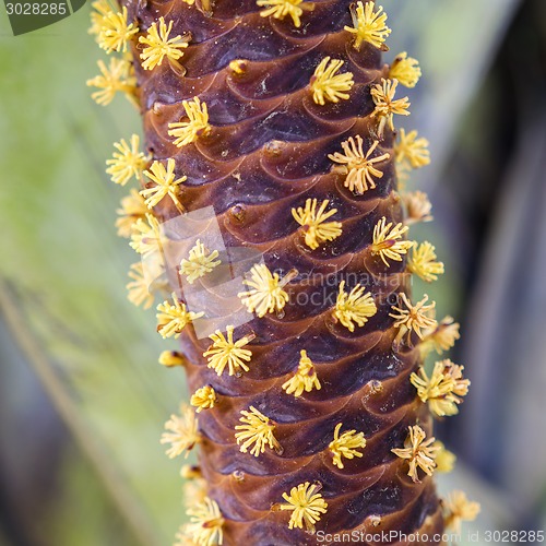 Image of Male Flowers of Lodoicea maldivica