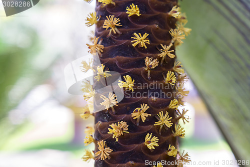 Image of Male Flowers of Sea Coconut.