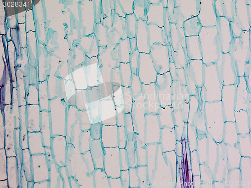 Image of Corn stem micrograph