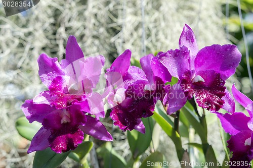 Image of Orchids.