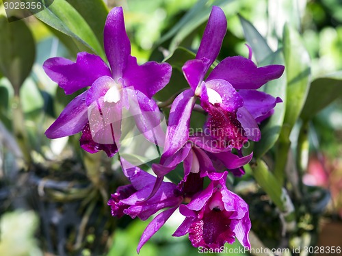 Image of Orchid Flowers.