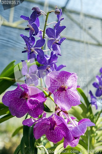 Image of Orchid Flowers in the Garden.