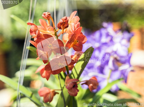 Image of Orange Orchid Flowers.