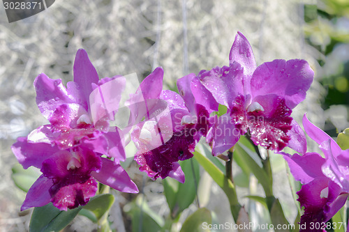 Image of Light Orchid Flowers.