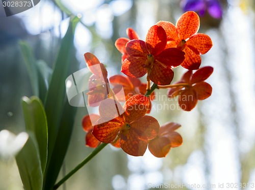 Image of Orchids-Insects.