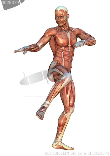 Image of Muscle Maps