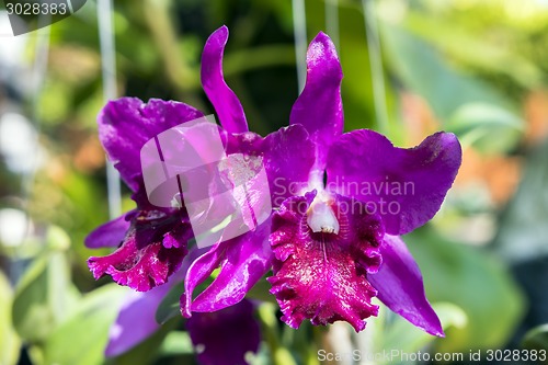 Image of Purple Orchid Flowers.