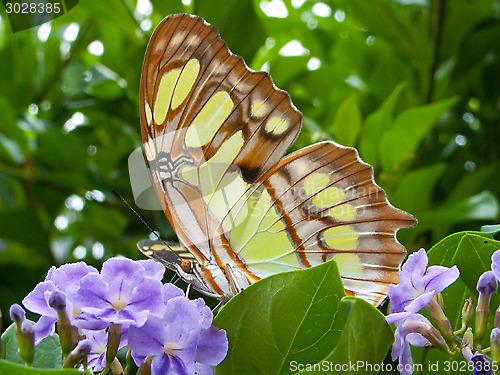 Image of Yellow Butterfly On A Purple Flower