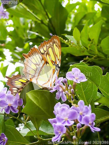 Image of Yellow Butterfly From Underneath