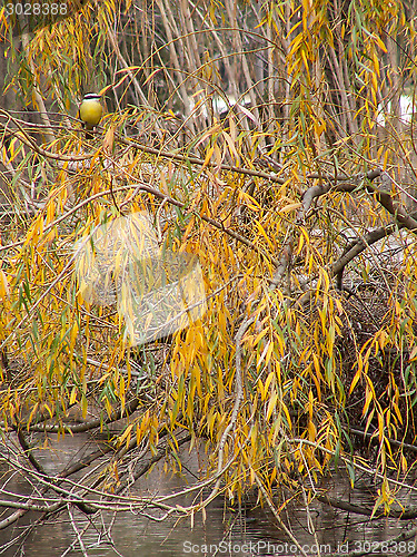 Image of Yellow Bird On A Branch