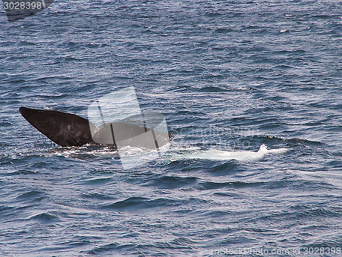 Image of Whale Tail Fin