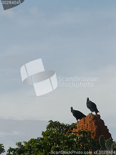 Image of Vultures On Mud