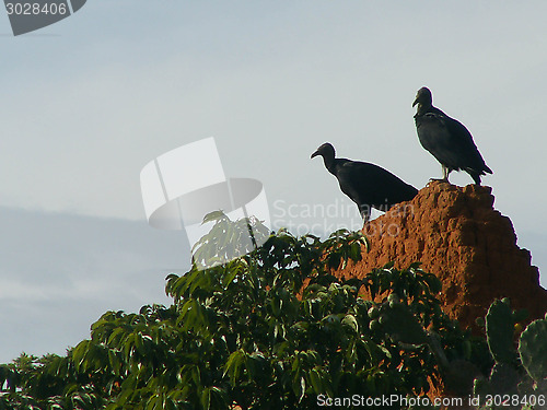 Image of Vultures On Mud