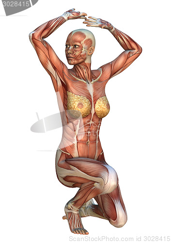 Image of Muscle Maps