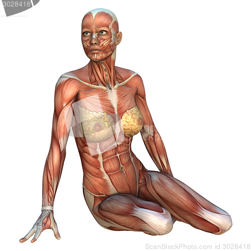 Image of Muscle Maps