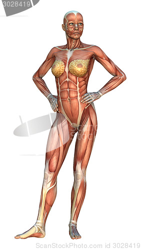 Image of Muscle Maps