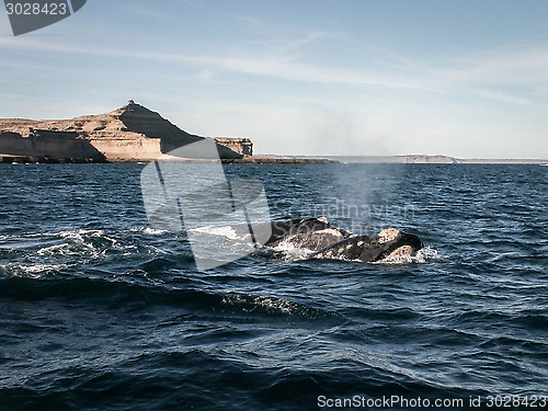 Image of Two Right Whales Puerto Madryn