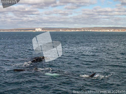 Image of Three Right Whales