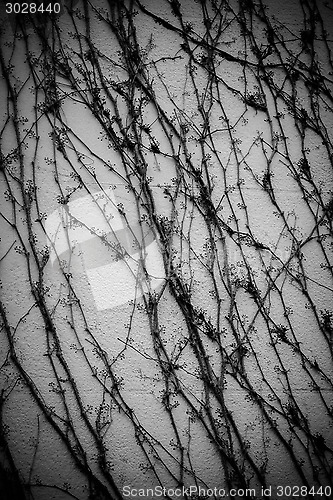 Image of Textured Climbing Plant Against Wall