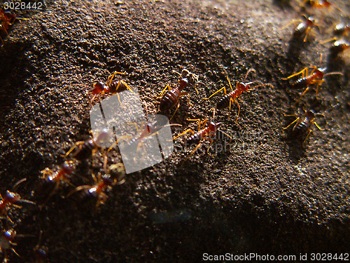 Image of Termite Trail Macro