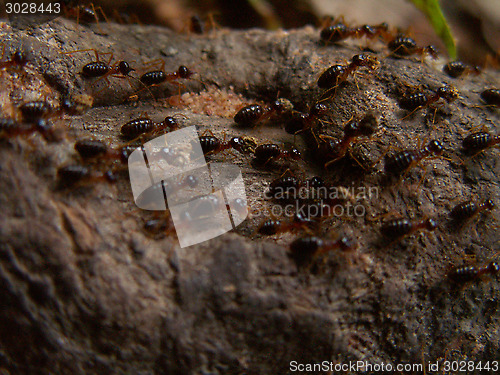 Image of Termite Trail Macro
