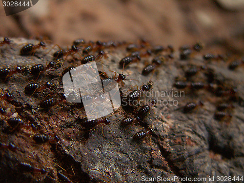 Image of Termite Trail Macro