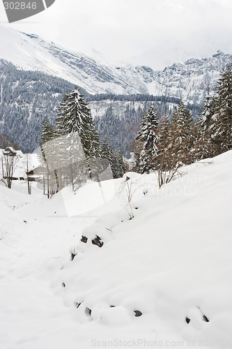 Image of Winter Landscape