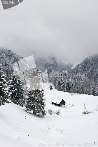 Image of Misty Winter Scene