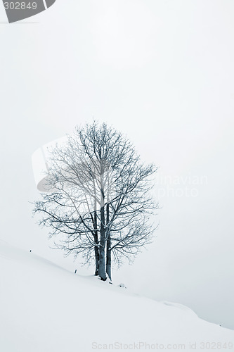 Image of Tree in Snow