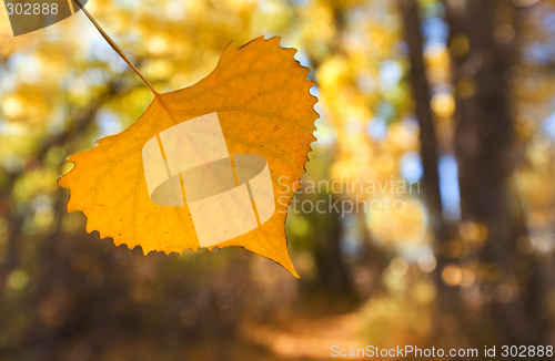 Image of Autumn leaf