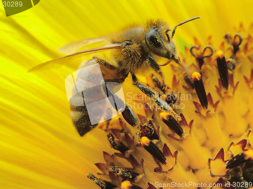 Image of Bee