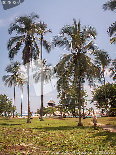 Image of Tayrona Hut Through Palm Trees