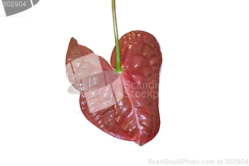 Image of Red leaf