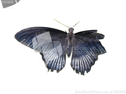 Image of An isolated photo of a black butterfly