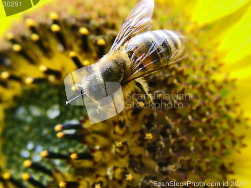 Image of Bee