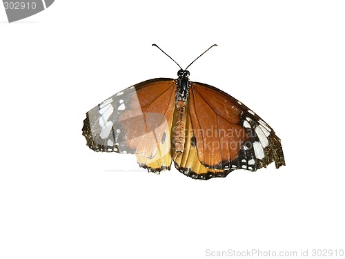 Image of Colorful isolated butterfly