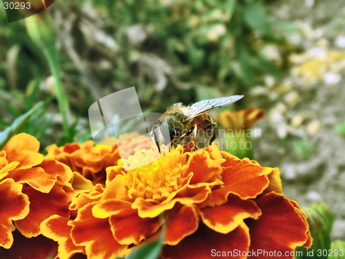 Image of Wasp