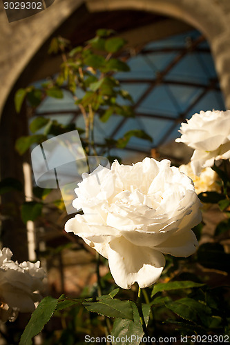 Image of White Rose In Front Of Arch