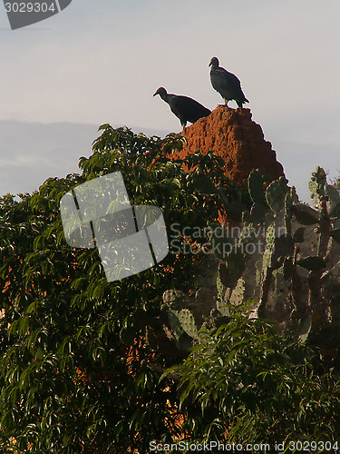 Image of Vultures On Mud