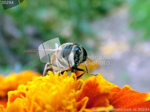 Image of Wasp