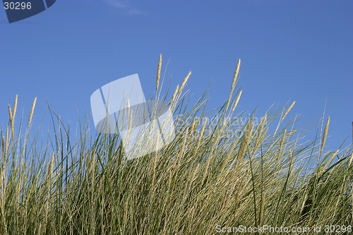 Image of Dune grass