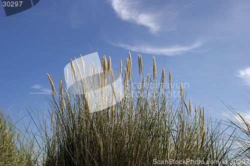 Image of Dune Grass