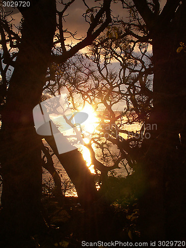 Image of Sunset Through Trees