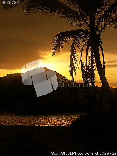 Image of Sunset Palm Tree